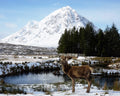 Deer standing in a snowy landscape with a mountain in the background