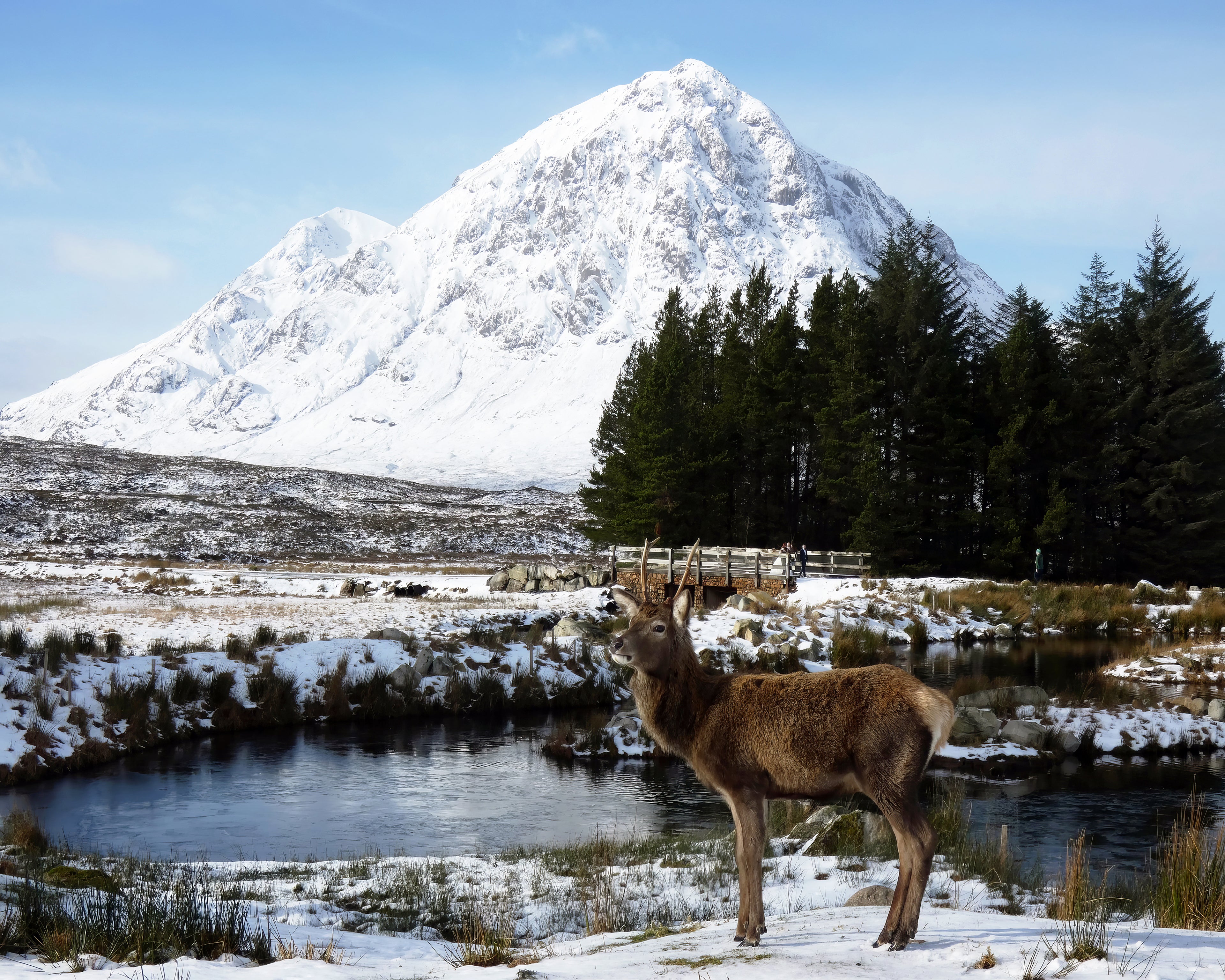 Deer standing in a snowy landscape with a mountain in the background
