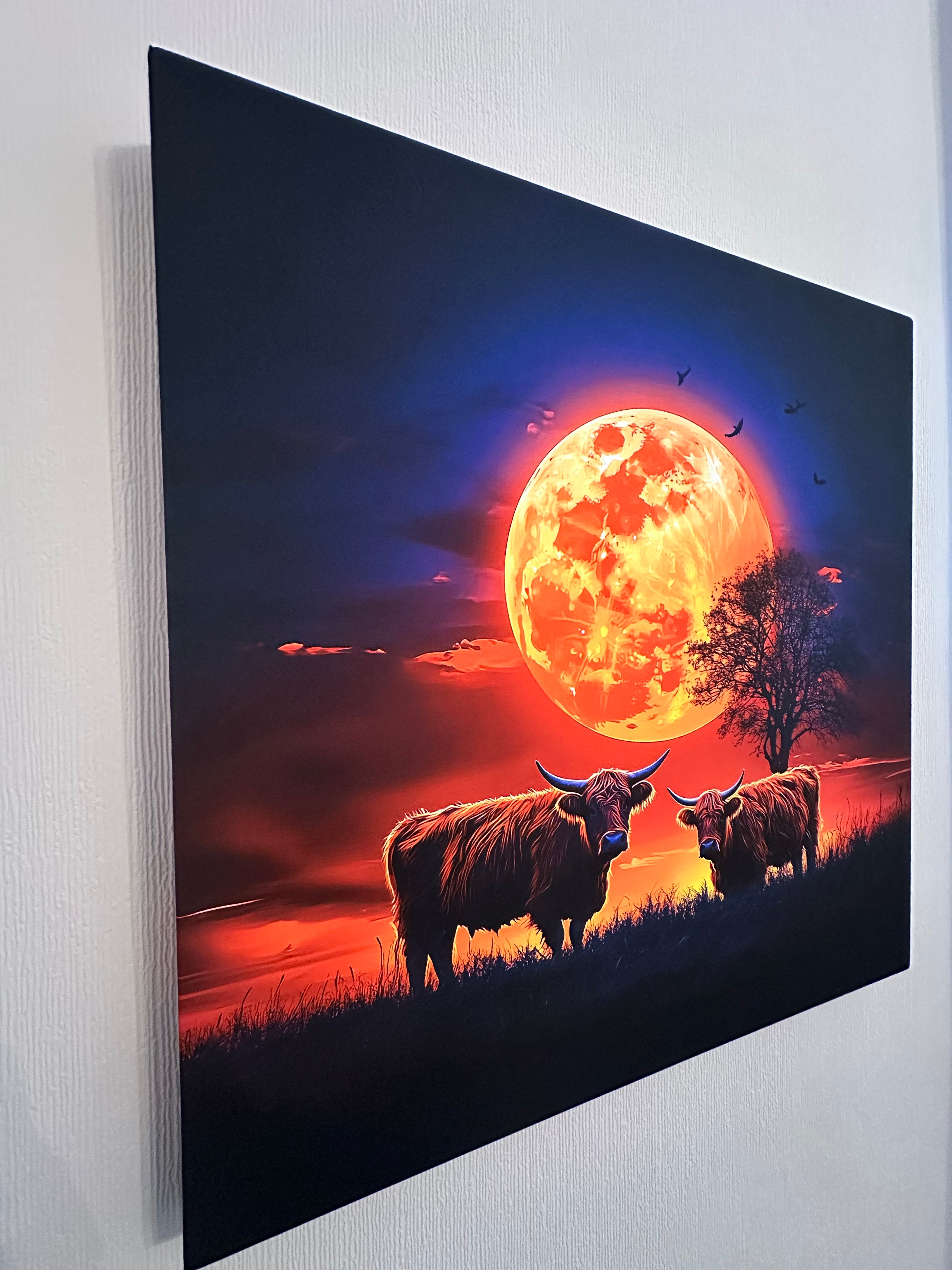 Highland Cows in the sunset