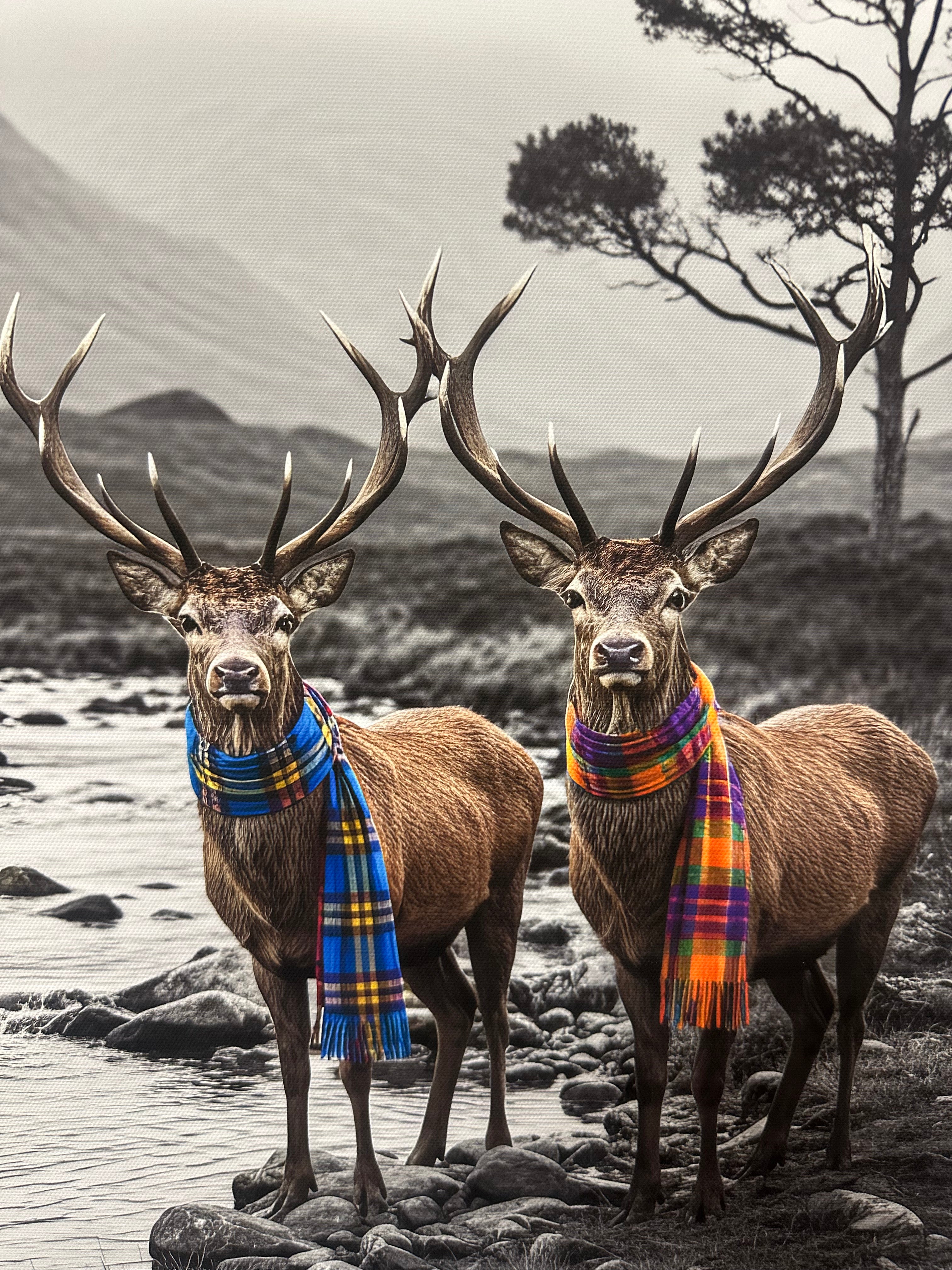 Two deer wearing colorful plaid blankets standing on a rocky shore with water and trees in the background.