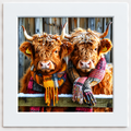 Freddie and Mercury Highland cows wearing colourful scarves in Scottish winter
