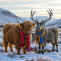 Highland Cow and his pal the Stag wearing scarf all wrapped up for the winter